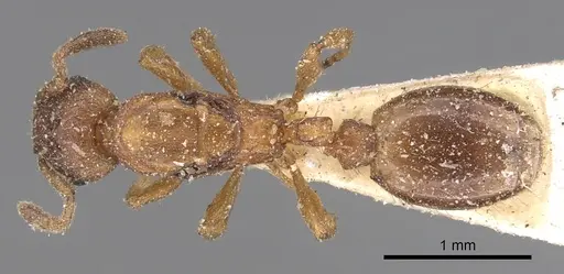 Leptothorax gredleri specimen CASENT0901772 image casent0901772_1