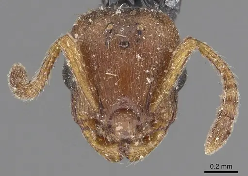 Leptothorax gredleri specimen CASENT0901772 image casent0901772_2