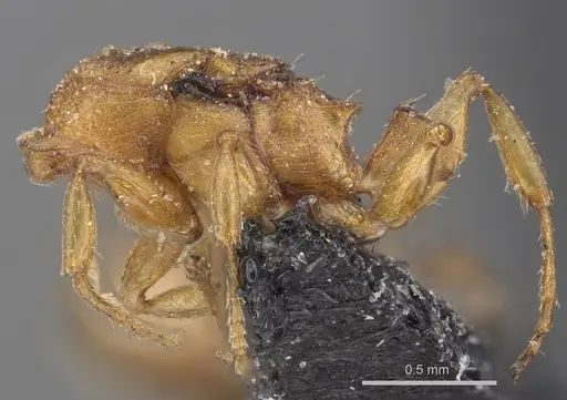 Leptothorax gredleri specimen CASENT0901772 image casent0901772_3