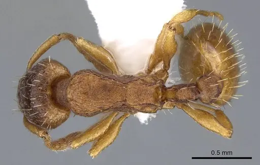 Leptothorax gredleri specimen CASENT0914976 image casent0914976_1