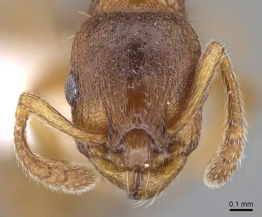 Leptothorax gredleri specimen CASENT0914976 image casent0914976_2