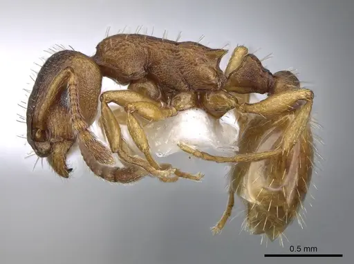 Leptothorax gredleri specimen CASENT0914976 image casent0914976_3