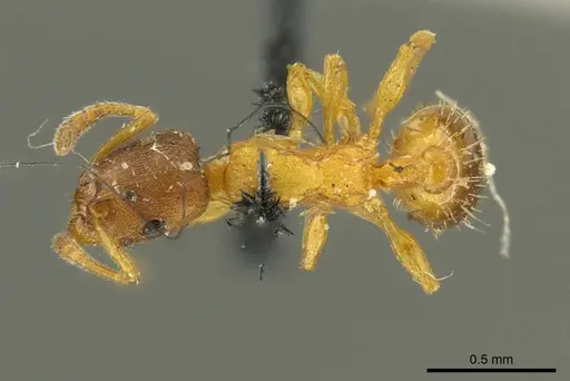Leptothorax gredleri specimen CASENT0919747 image casent0919747_1