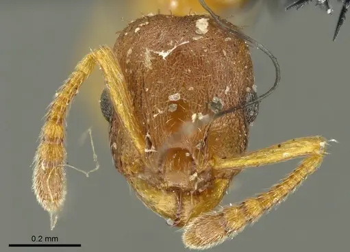 Leptothorax gredleri specimen CASENT0919747 image casent0919747_2