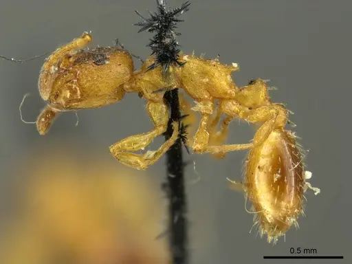 Leptothorax gredleri specimen CASENT0919747 image casent0919747_3