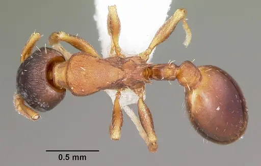 Leptothorax muscorum specimen CASENT0104847 image casent0104847_1