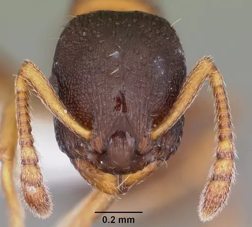 Leptothorax muscorum specimen CASENT0104847 image casent0104847_2