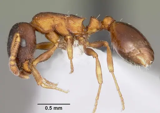Leptothorax muscorum specimen CASENT0104847 image casent0104847_3