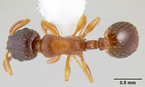 Leptothorax muscorum specimen CASENT0106029 image casent0106029_1