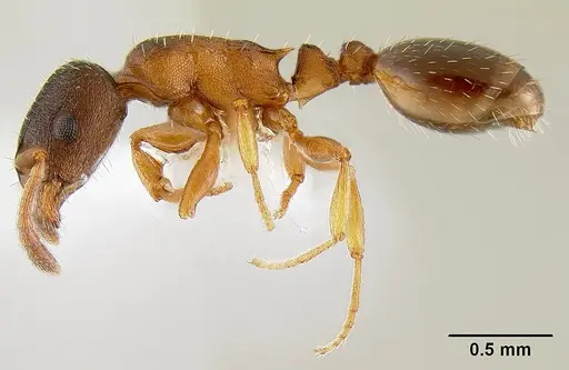 Leptothorax muscorum specimen CASENT0106029 image casent0106029_3