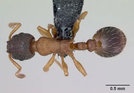 Leptothorax muscorum specimen CASENT0173190 image casent0173190_1