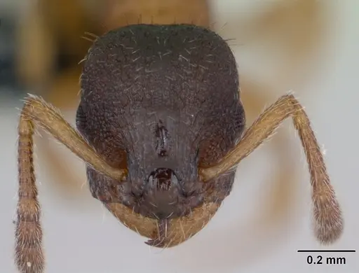 Leptothorax muscorum specimen CASENT0173190 image casent0173190_2