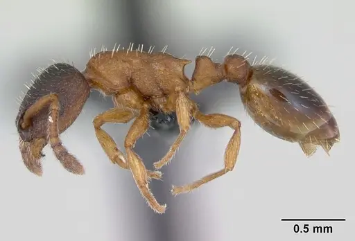 Leptothorax muscorum specimen CASENT0173190 image casent0173190_3