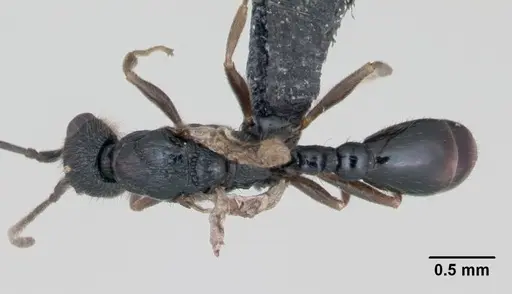 Leptothorax muscorum specimen CASENT0173191 image casent0173191_1
