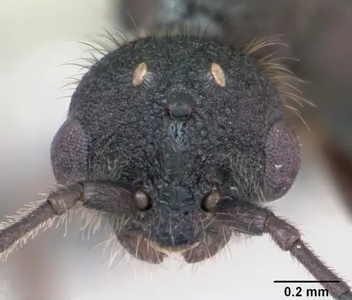 Leptothorax muscorum specimen CASENT0173191 image casent0173191_2
