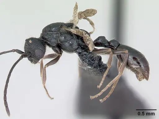 Leptothorax muscorum specimen CASENT0173191 image casent0173191_3