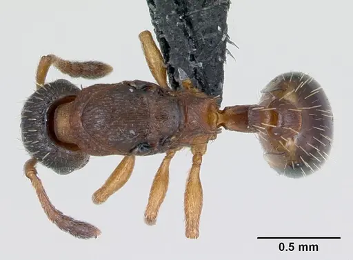 Leptothorax muscorum specimen CASENT0173195 image casent0173195_1