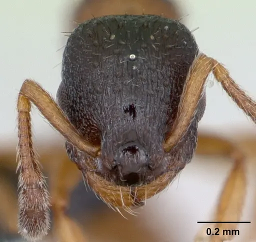Leptothorax muscorum specimen CASENT0173195 image casent0173195_2