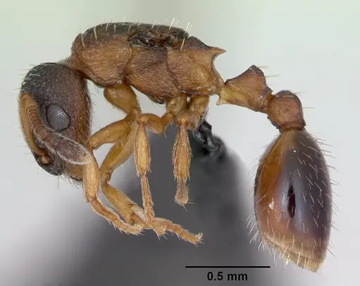 Leptothorax muscorum specimen CASENT0173195 image casent0173195_3