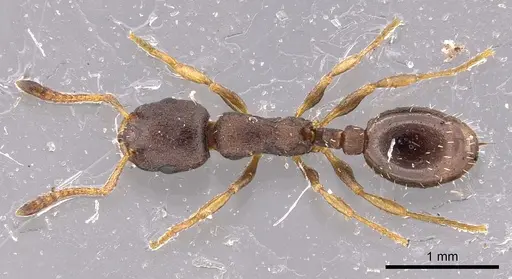 Leptothorax muscorum specimen CASENT0901771 image casent0901771_1