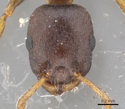 Leptothorax muscorum specimen CASENT0901771 image casent0901771_2