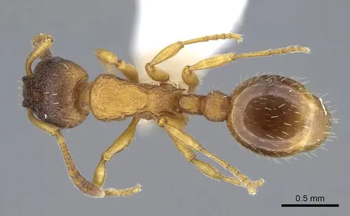Leptothorax muscorum specimen CASENT0914977 image casent0914977_1