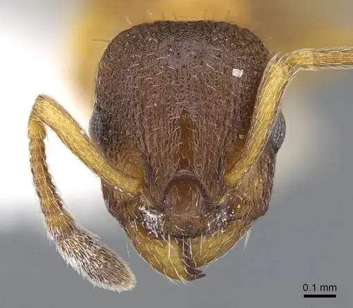 Leptothorax muscorum specimen CASENT0914977 image casent0914977_2