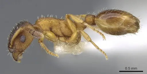 Leptothorax muscorum specimen CASENT0914977 image casent0914977_3