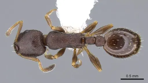 Leptothorax muscorum specimen CASENT0914981 image casent0914981_1