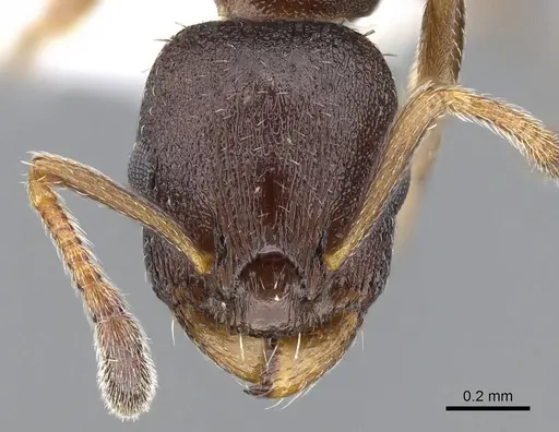 Leptothorax muscorum specimen CASENT0914981 image casent0914981_2