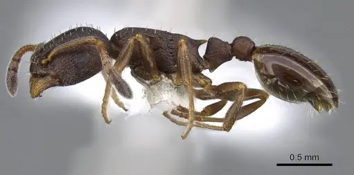 Leptothorax muscorum specimen CASENT0914981 image casent0914981_3