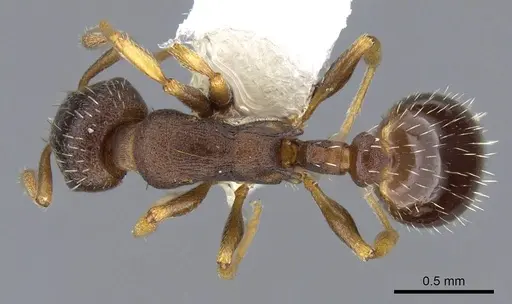 Leptothorax muscorum specimen CASENT0914982 image casent0914982_1