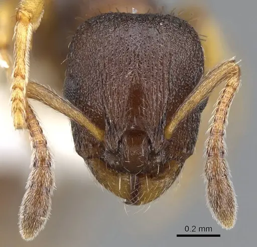 Leptothorax muscorum specimen CASENT0914982 image casent0914982_2