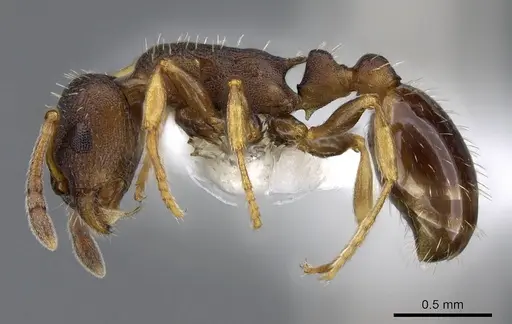 Leptothorax muscorum specimen CASENT0914982 image casent0914982_3