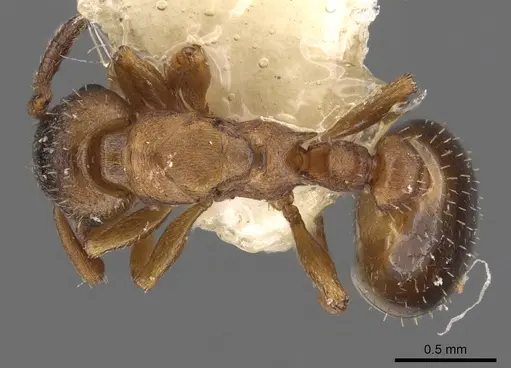 Leptothorax paraxenus specimen CASENT0901776 image casent0901776_1