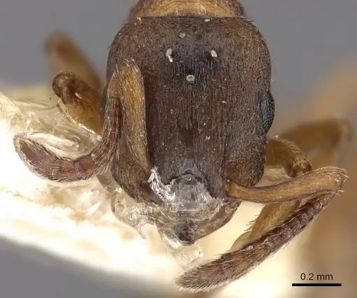 Leptothorax paraxenus specimen CASENT0901776 image casent0901776_2