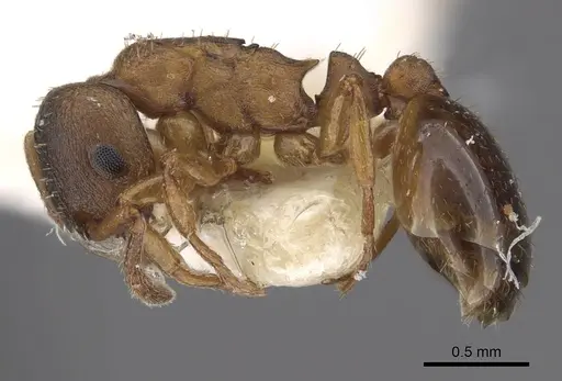 Leptothorax paraxenus specimen CASENT0901776 image casent0901776_3
