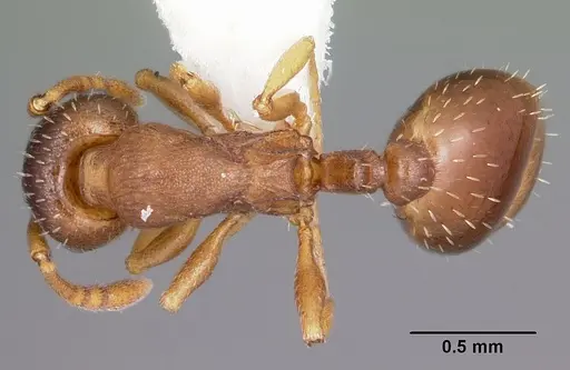 Leptothorax retractus specimen CASENT0104798 image casent0104798_1