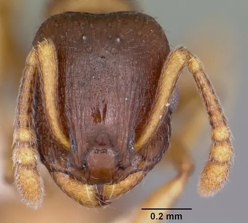 Leptothorax retractus specimen CASENT0104798 image casent0104798_2