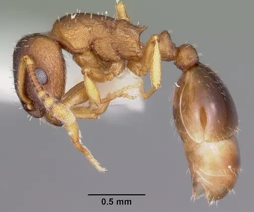 Leptothorax retractus specimen CASENT0104798 image casent0104798_3
