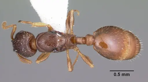 Leptothorax retractus specimen CASENT0104799 image casent0104799_1