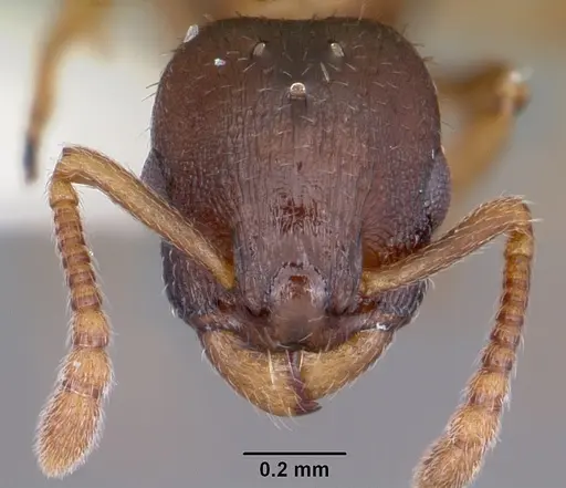 Leptothorax retractus specimen CASENT0104799 image casent0104799_2
