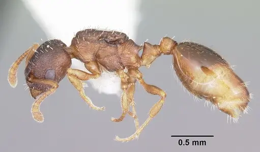 Leptothorax retractus specimen CASENT0104799 image casent0104799_3
