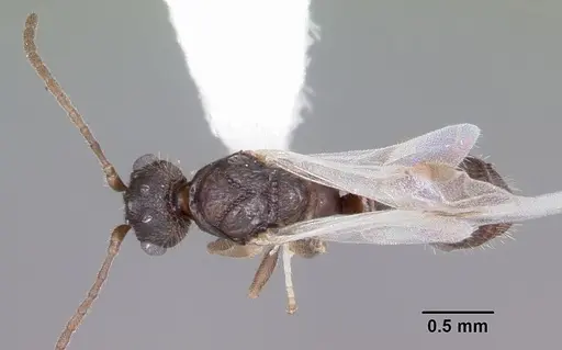 Leptothorax retractus specimen CASENT0104800 image casent0104800_1