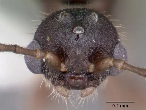 Leptothorax retractus specimen CASENT0104800 image casent0104800_2