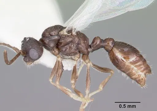 Leptothorax retractus specimen CASENT0104800 image casent0104800_3