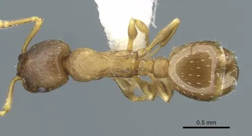 Leptothorax retractus specimen CASENT0911190 image casent0911190_1