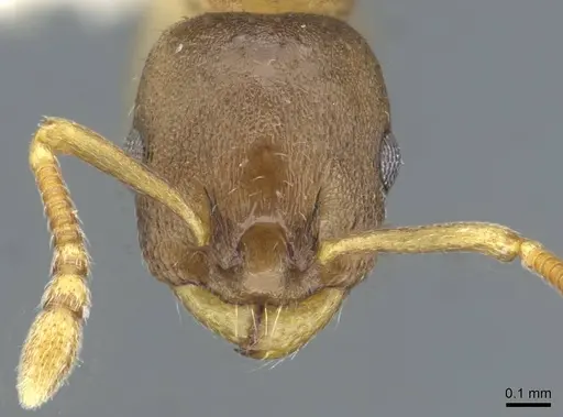 Leptothorax retractus specimen CASENT0911190 image casent0911190_2
