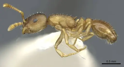 Leptothorax retractus specimen CASENT0911190 image casent0911190_3