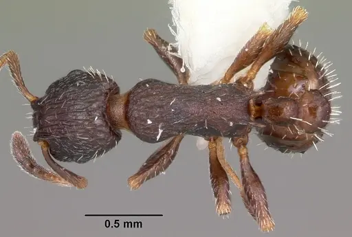 Leptothorax sphagnicola specimen CASENT0104801 image casent0104801_1